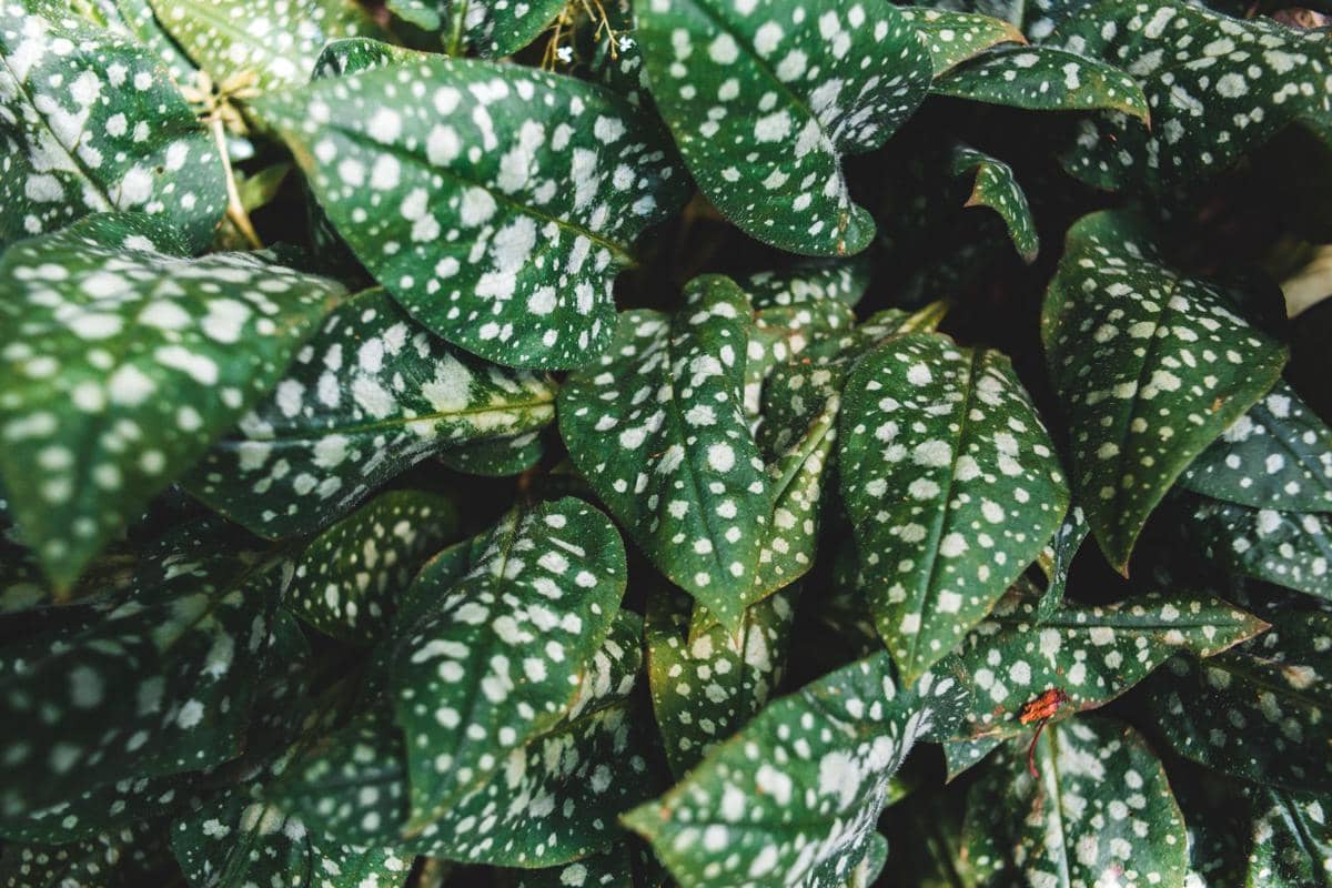ilustrasi begonia maculata