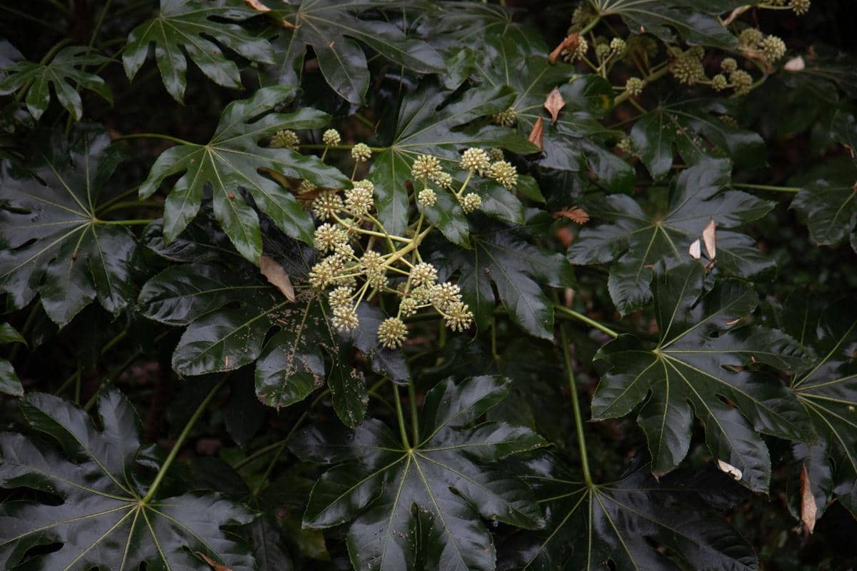 ilustrasi fatsia japonica