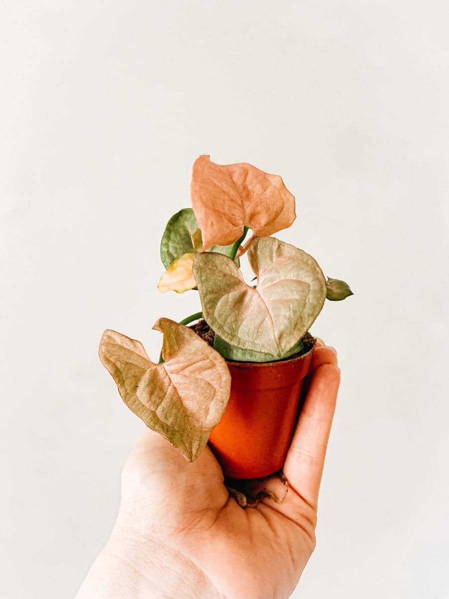 ilustrasi syngonium neon robusta