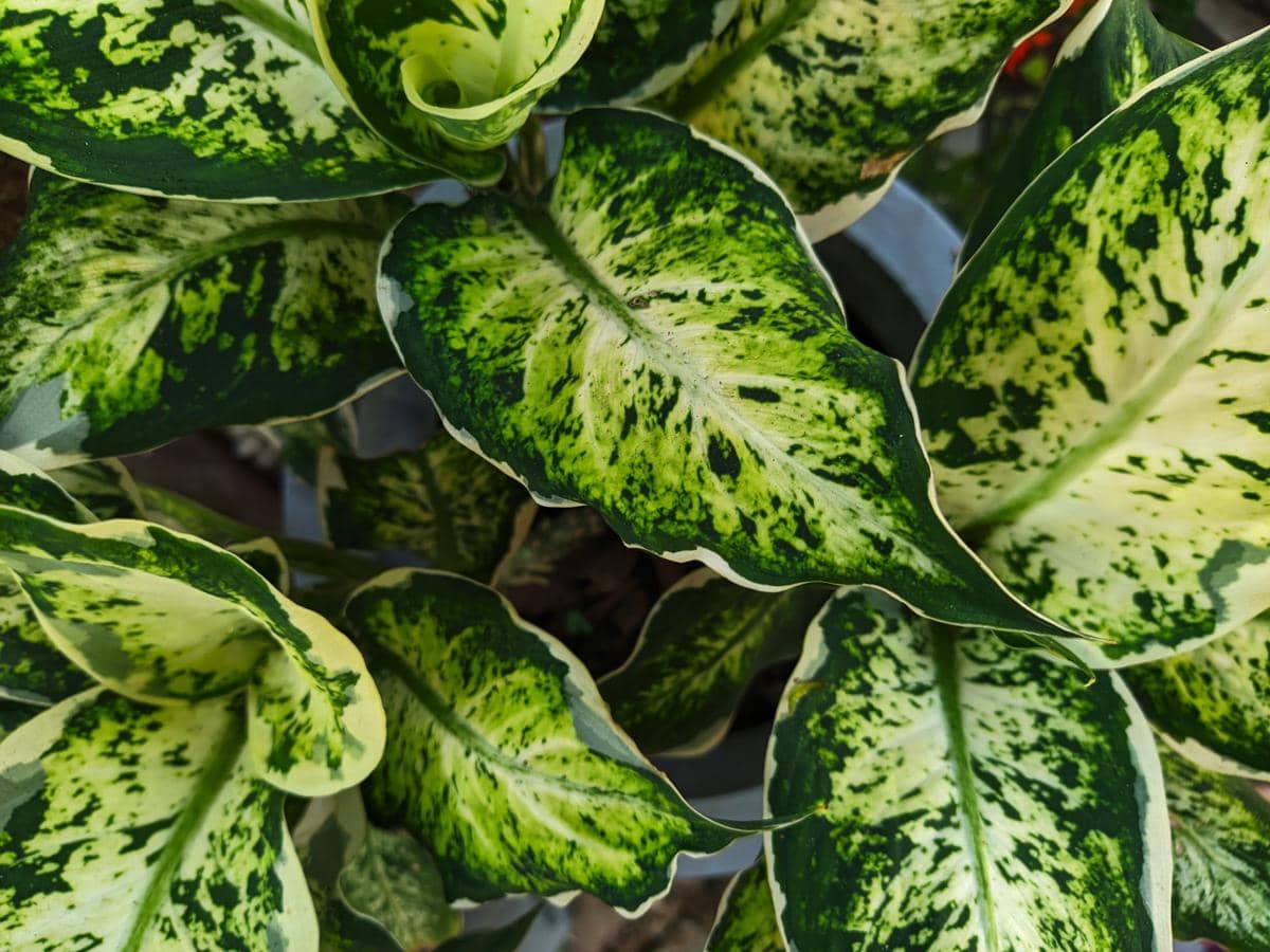 ilustrasi dieffenbachia sparkle