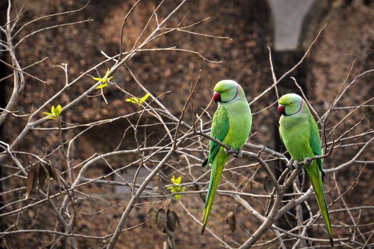 Burung parkit