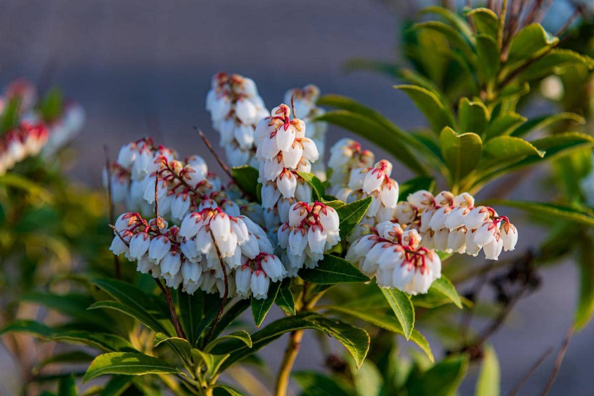 ilustrasi pieris japonica