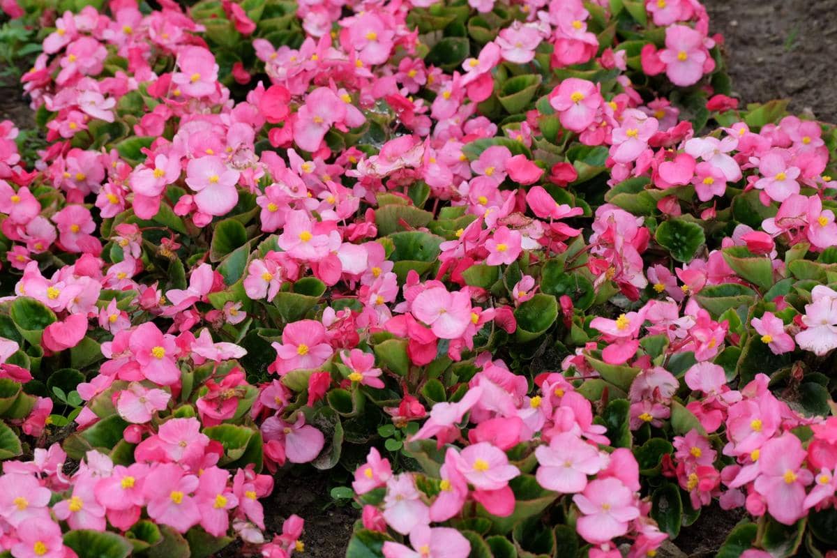 ilustrasi begonia semperflorens