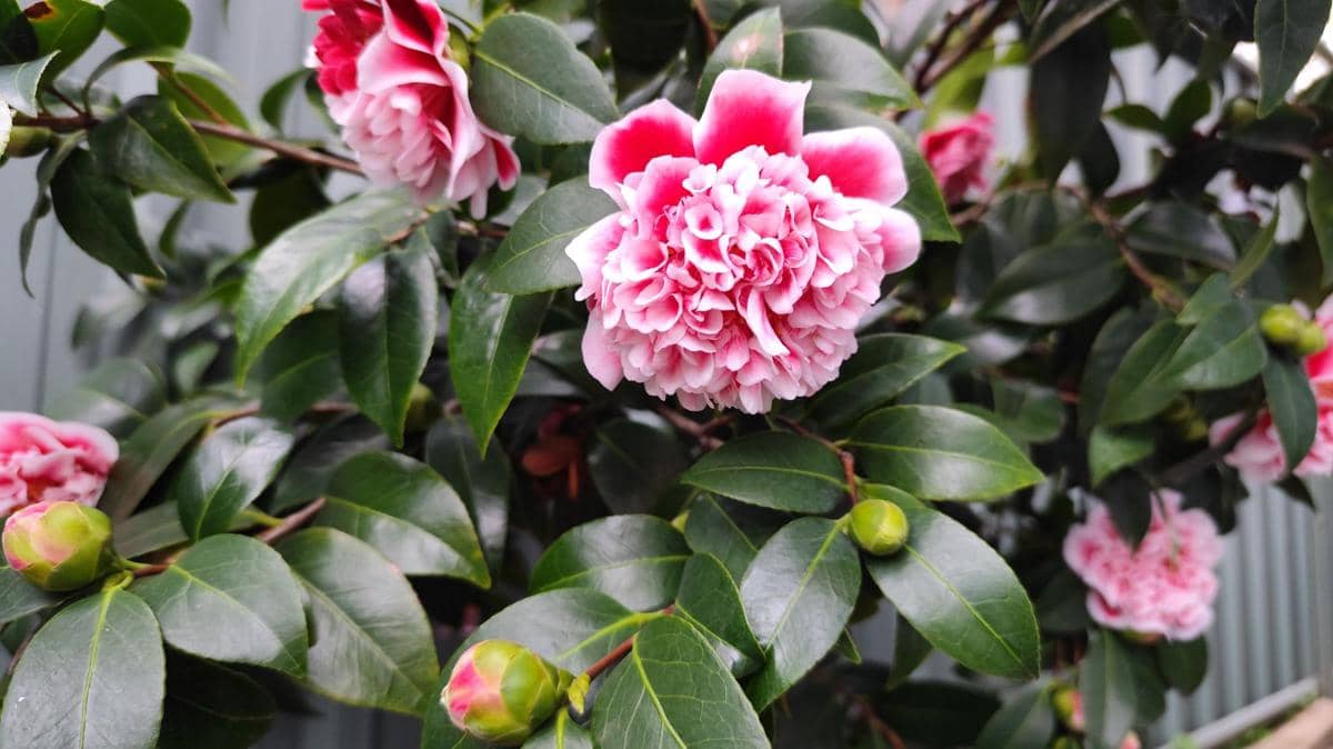 ilustrasi camellia japonica