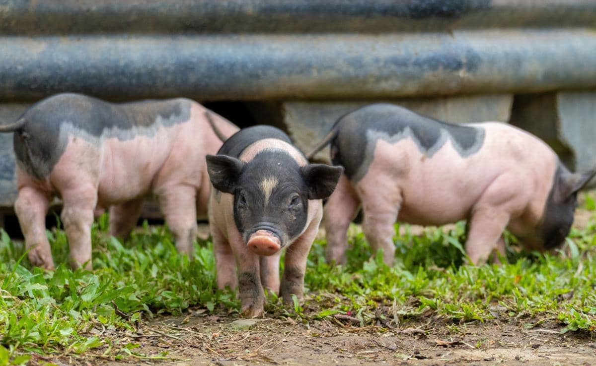 Babi