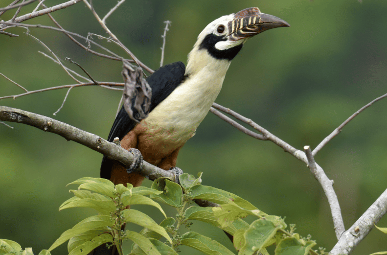 5 Fakta Visayan Hornbill, Burung Bertanduk dengan Paruh yang Memikat