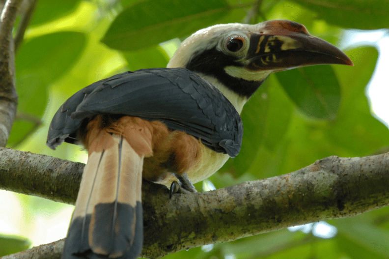 visayan hornbill