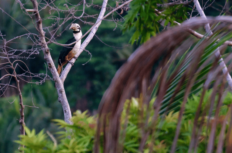 visayan hornbill