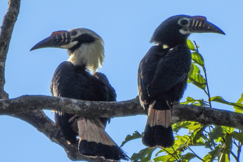 visayan hornbill