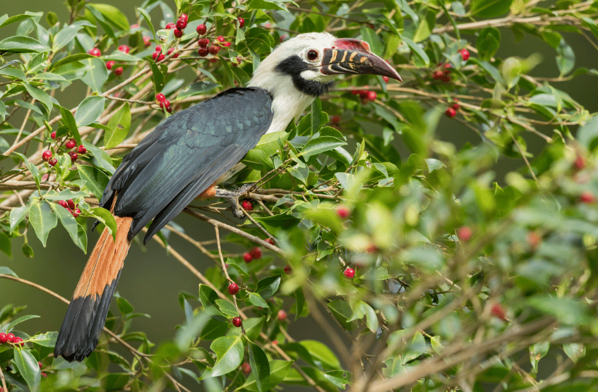visayan hornbill
