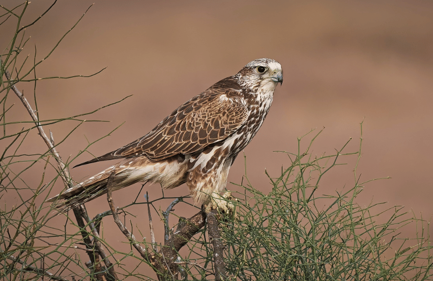 5 Fakta Saker Falcon, Elang Kecil Ikonik dari Padang Rumput Eurasia