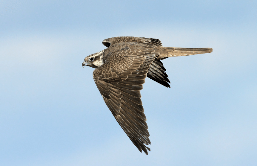 saker falcon