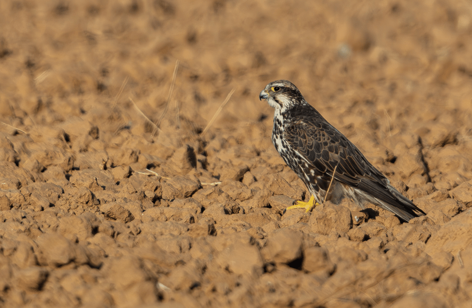 saker falcon