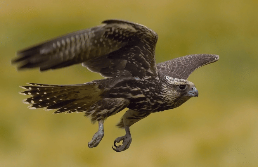 saker falcon