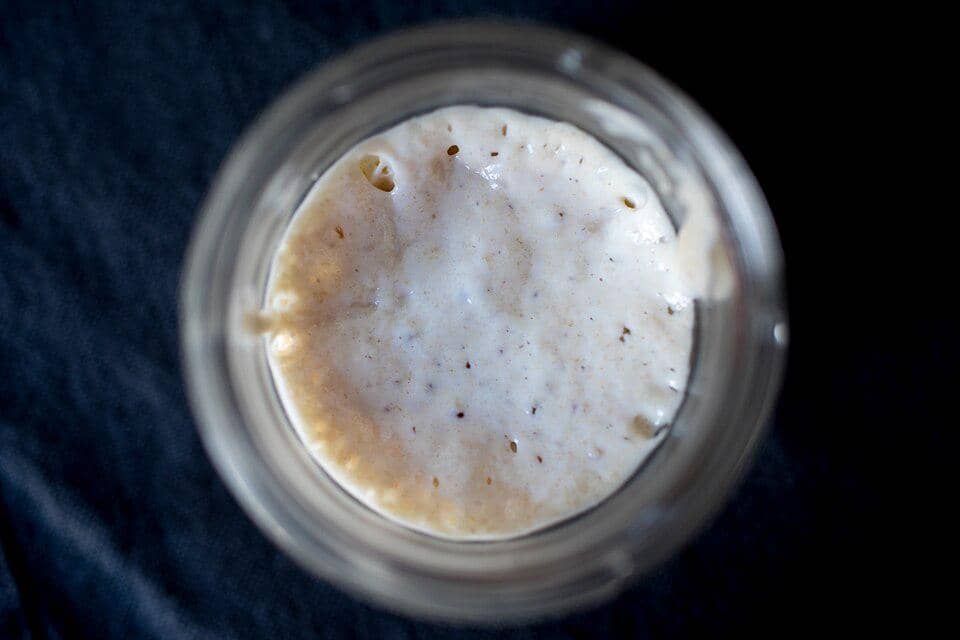 ilustrasi starter sourdough