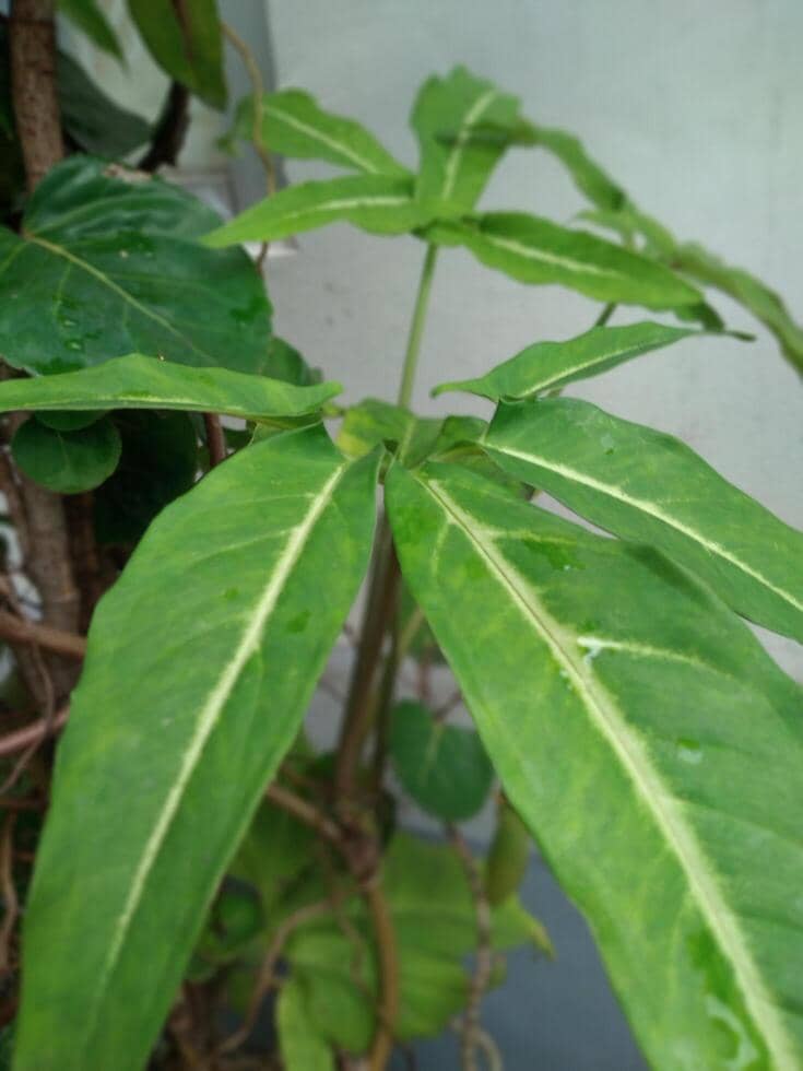 ilustrasi syngonium little star
