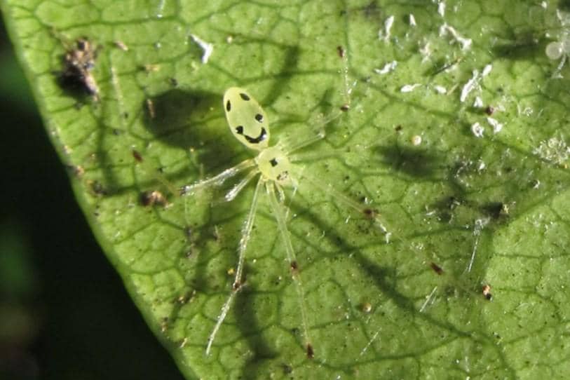 5 Fakta Laba-laba Happy Face Hawaii, Wajah Tersenyumnya Bikin Gemas