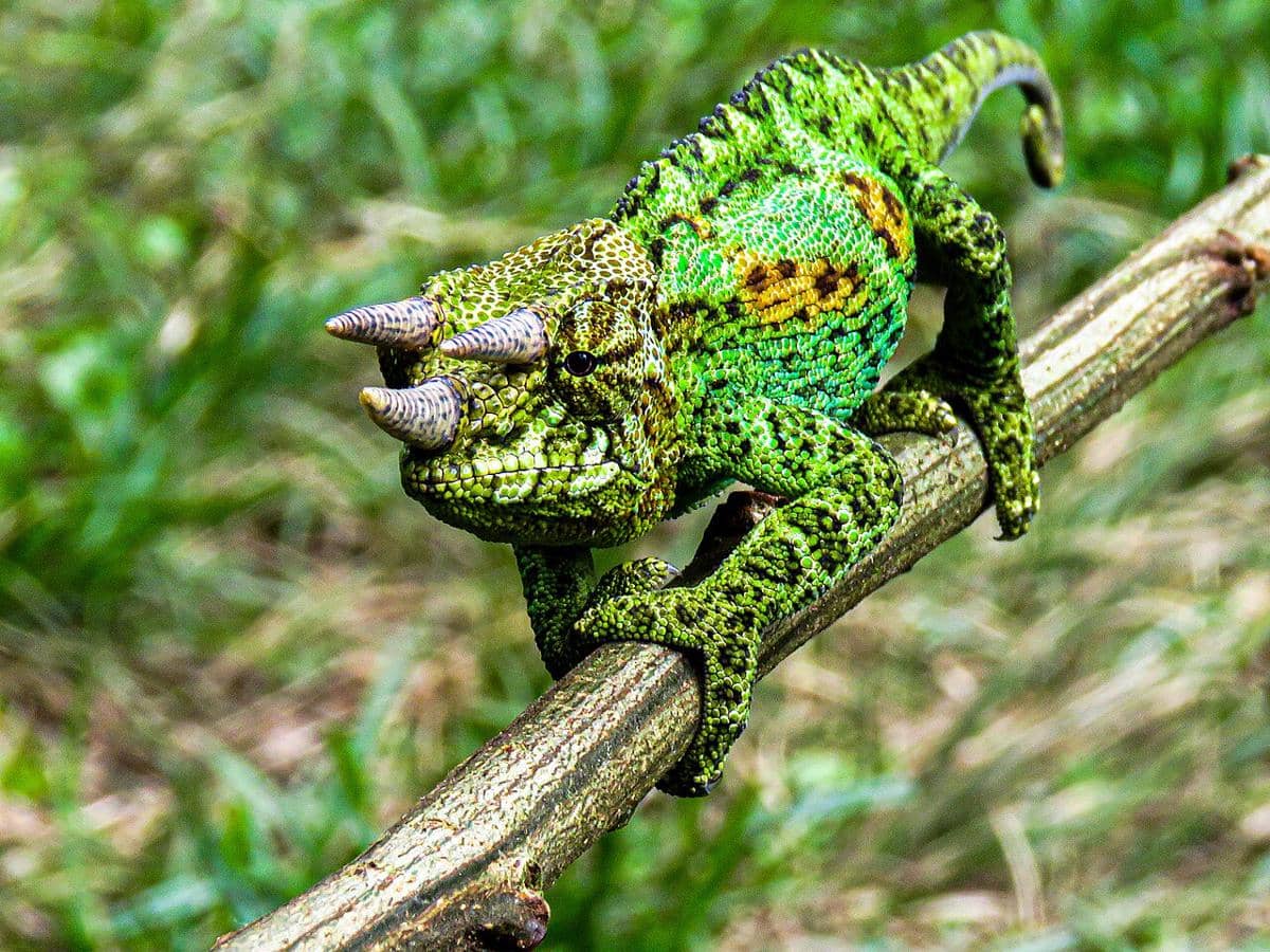 Chameleon jackson