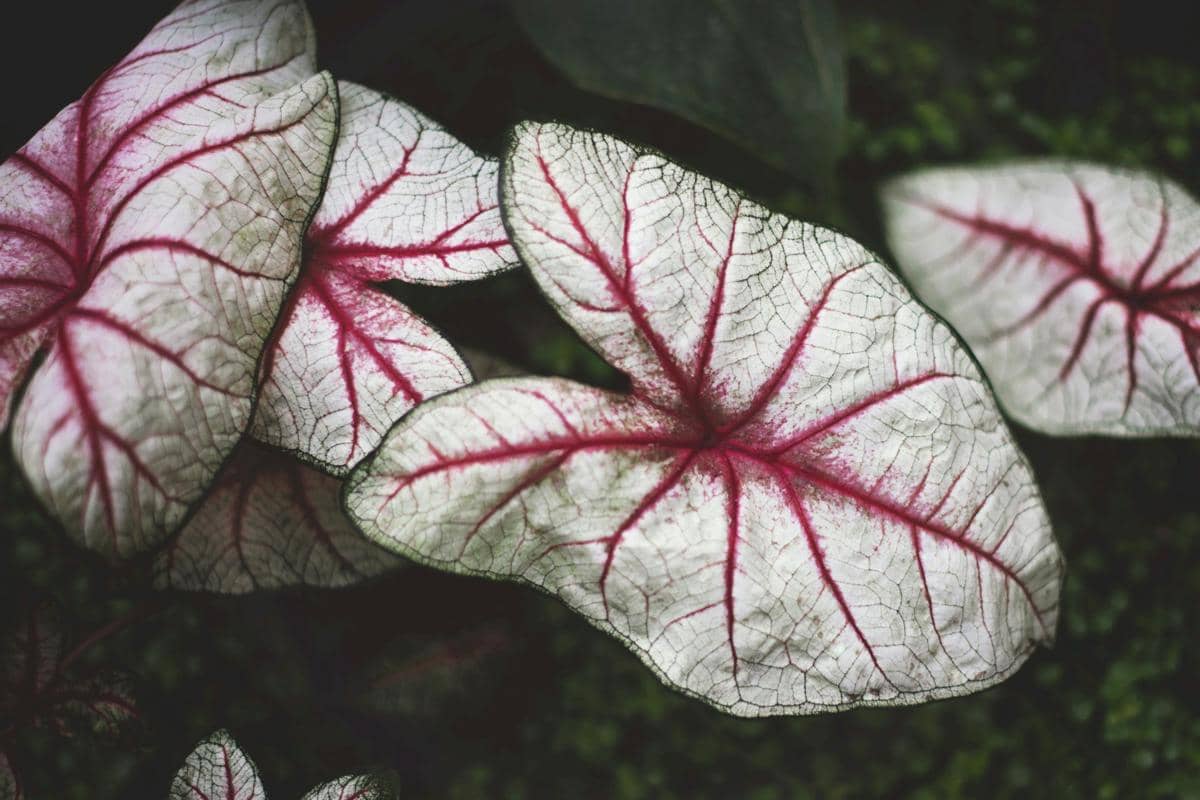 ilustrasi caladium white queen