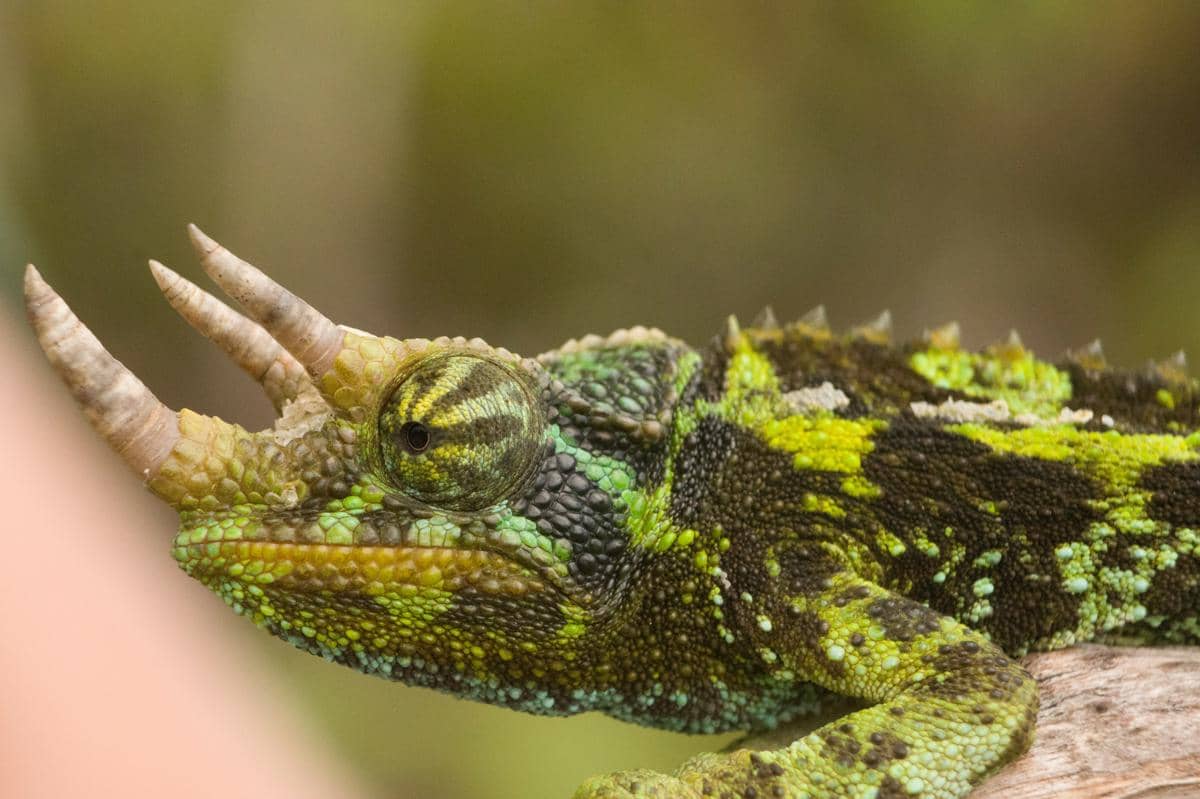 Chameleon jackson