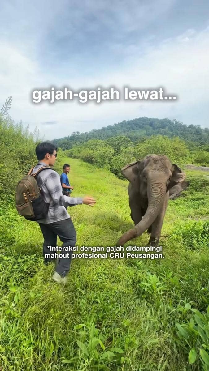 Seorang pria berinteraksi dengan gajah di area hijau perbukitan, didampingi pemandu profesional CRU Peusangan di alam terbuka.