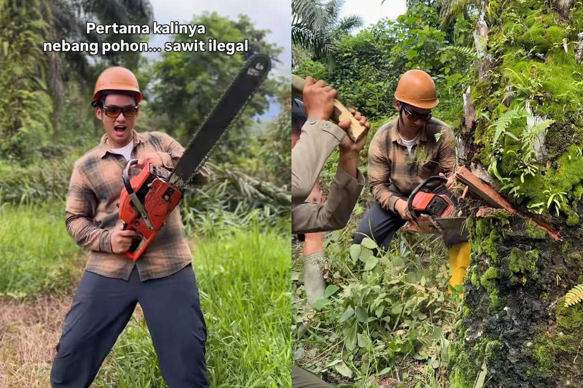 Momen Jerhemy Owen Tebang 10 Hektar Sawit Ilegal, Pegang Mesin Gergaji