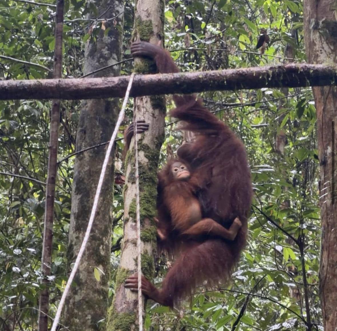 Tempuh Perjalanan 12 Jam, 5 Orangutan Dilepasliarkan di Betung Kerihun