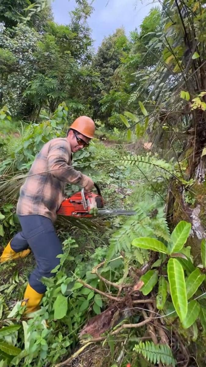 Seorang pria mengenakan helm pelindung oranye dan kacamata sedang menebang pohon sawit dengan gergaji mesin di area hutan hijau.