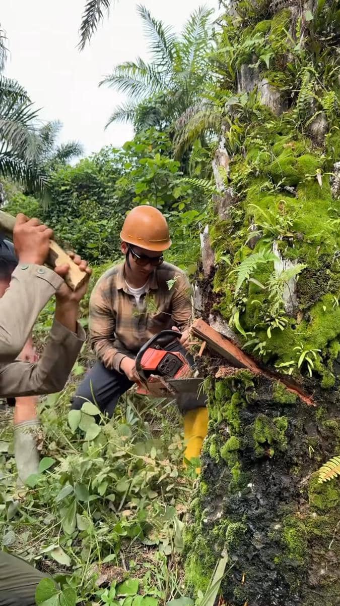 Seorang pria mengenakan helm keselamatan dan kacamata pelindung sedang menebang pohon sawit besar dengan gergaji mesin di area hutan tropis.