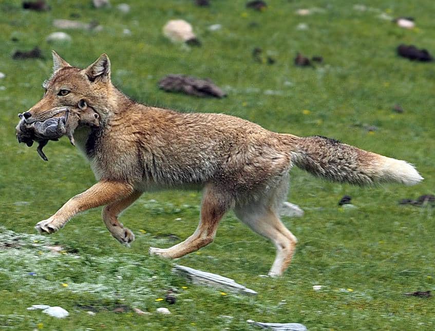 Tibetan fox
