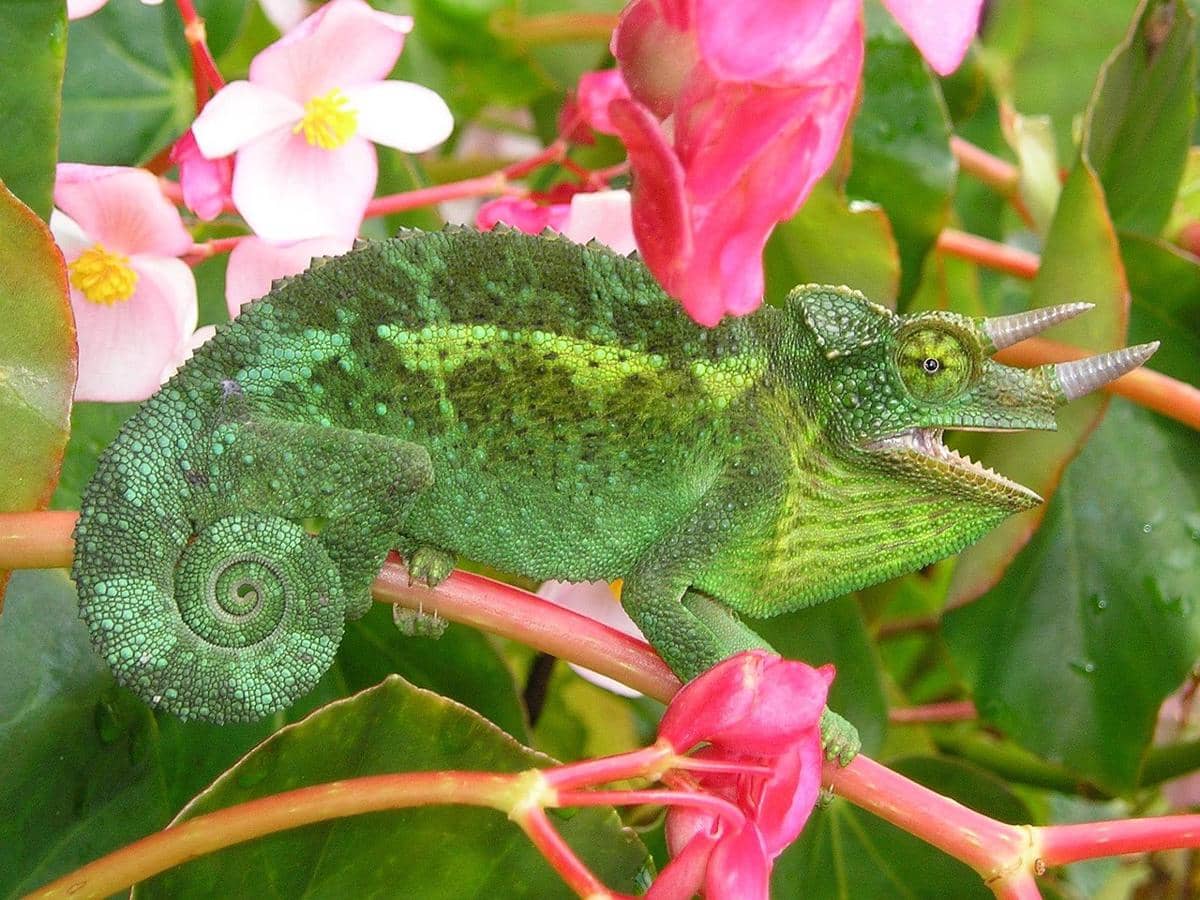 Chameleon jackson