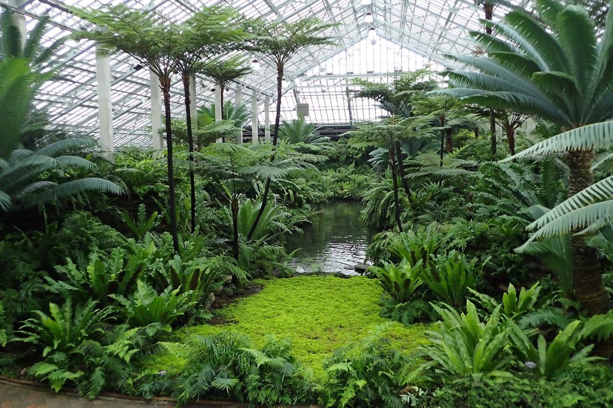 Taman dalam ruangan Garfield Park Conservatory dengan pepohonan tropis, pakis hijau lebat, dan kolam kecil di bawah atap kaca besar.
