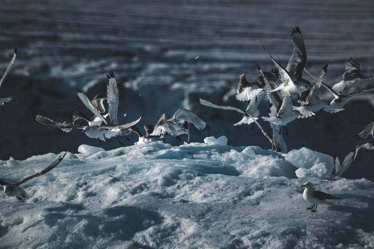 ilustrasi burung bermigrasi ke Greenland