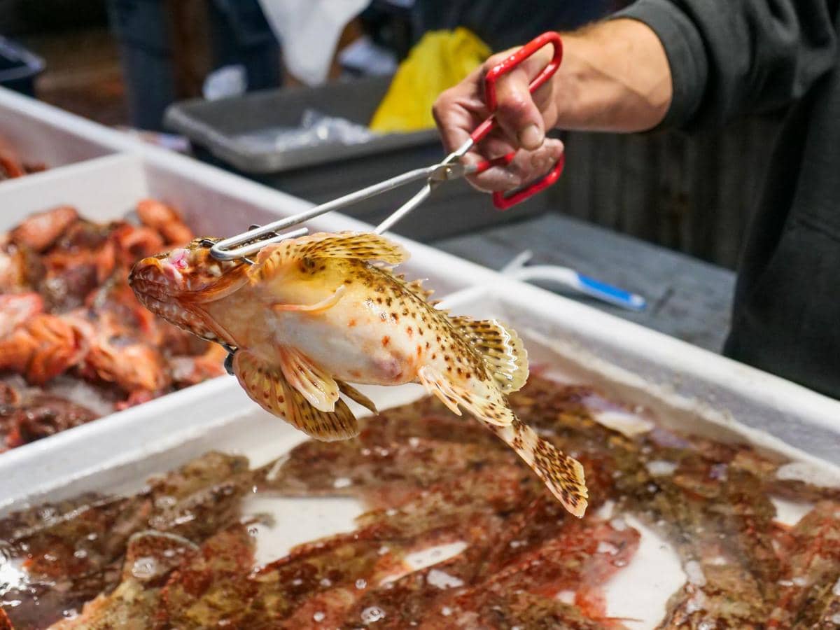 Seorang penjual memegang ikan segar berwarna kuning oranye dengan penjepit logam di pasar ikan yang dipenuhi wadah berisi ikan hidup.