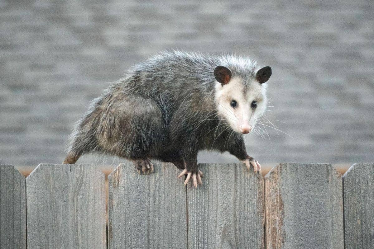 ilustrasi opossum