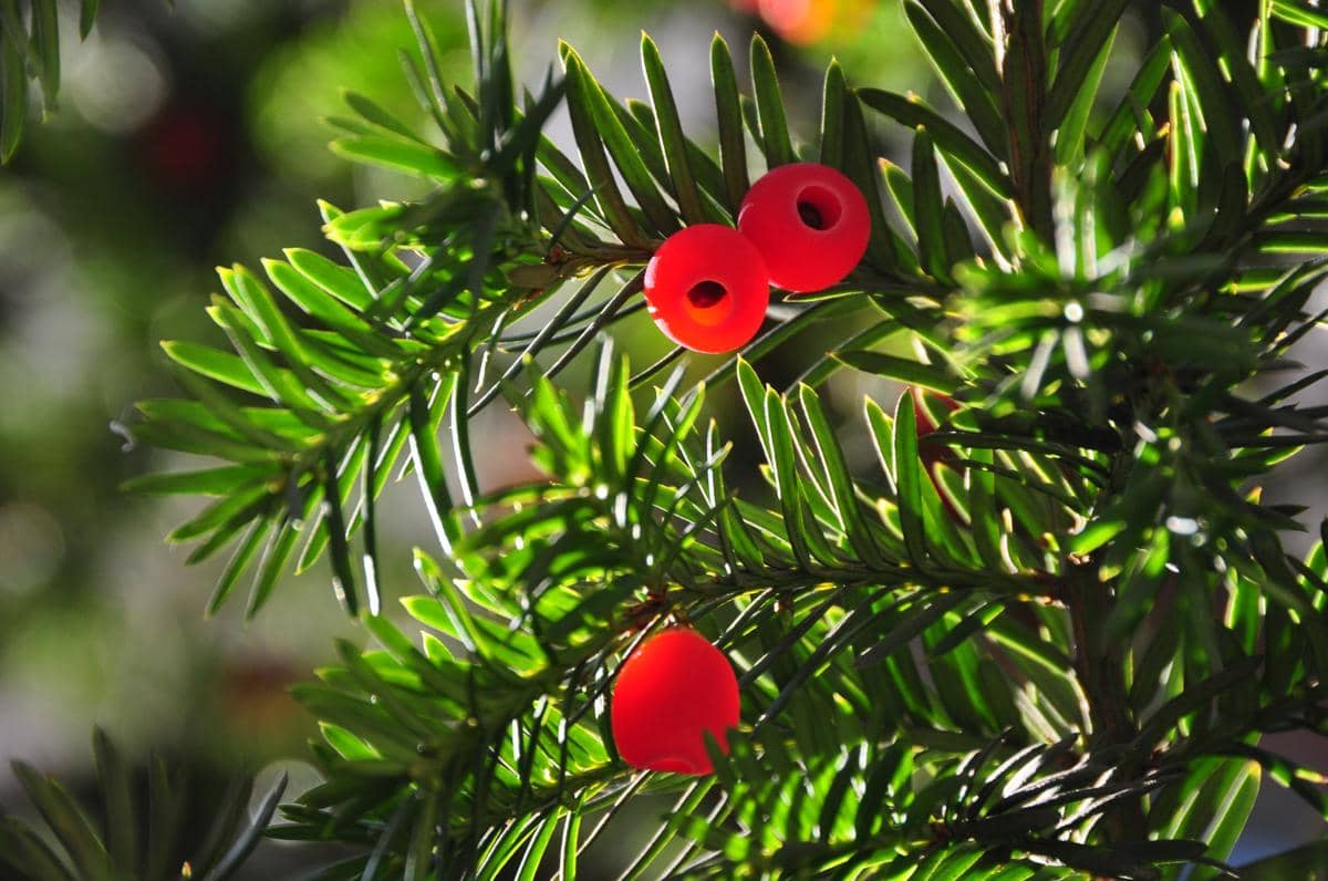 Pohon Yew