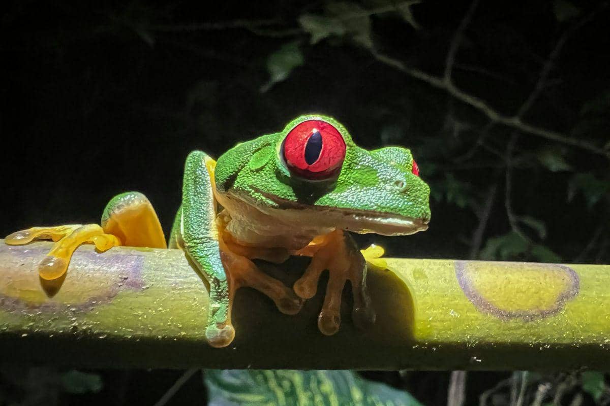 ilustrasi katak pohon bermata merah