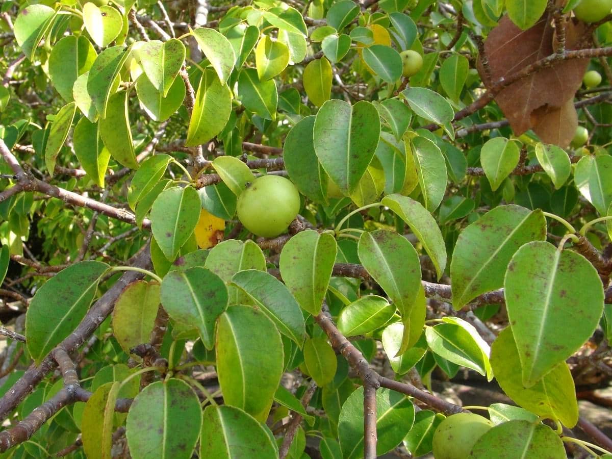 Pohon Manchineel