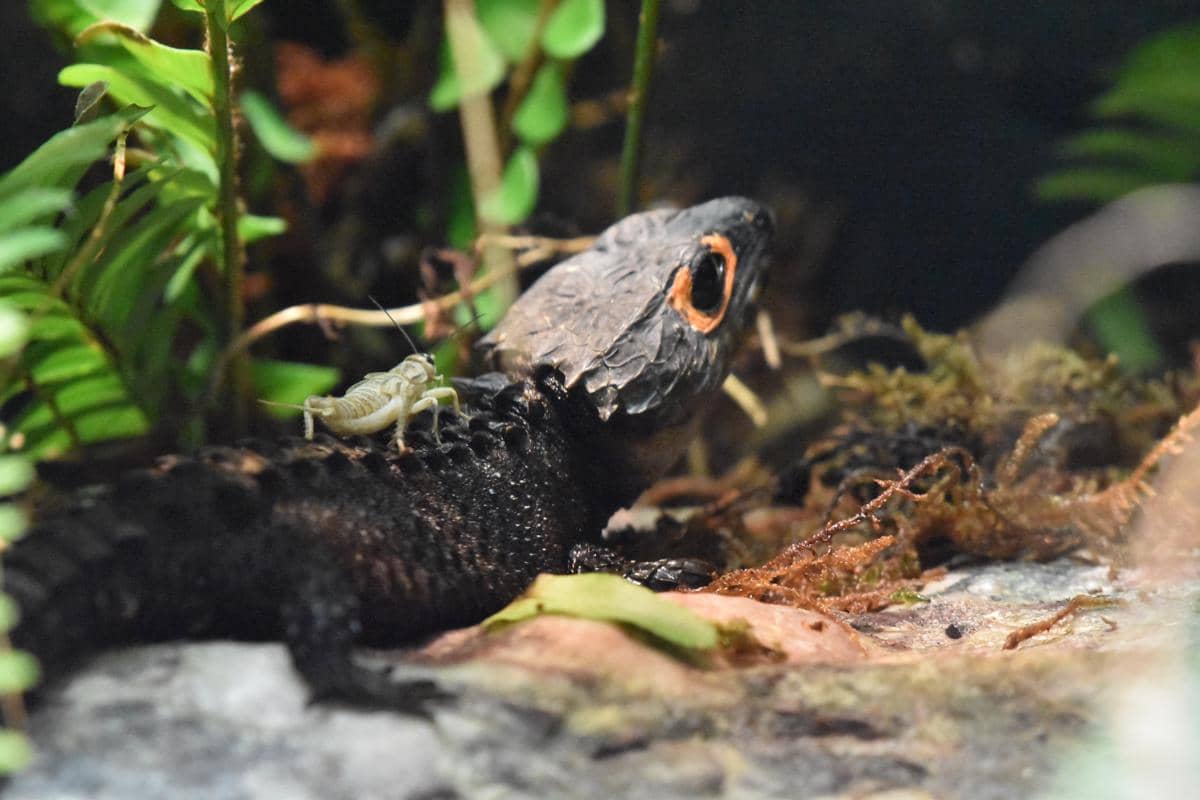 Kadal buaya mata merah bersembunyi di lingkungan kandang lembab di kebun binatang