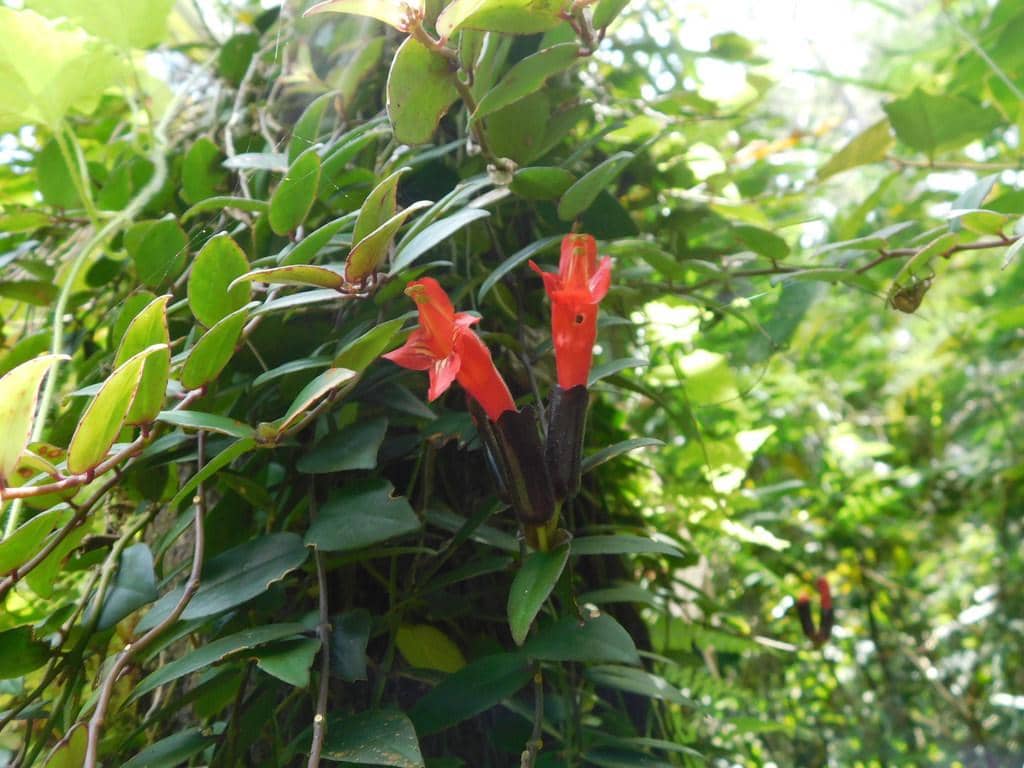 Tanaman Aeschynanthus radicans