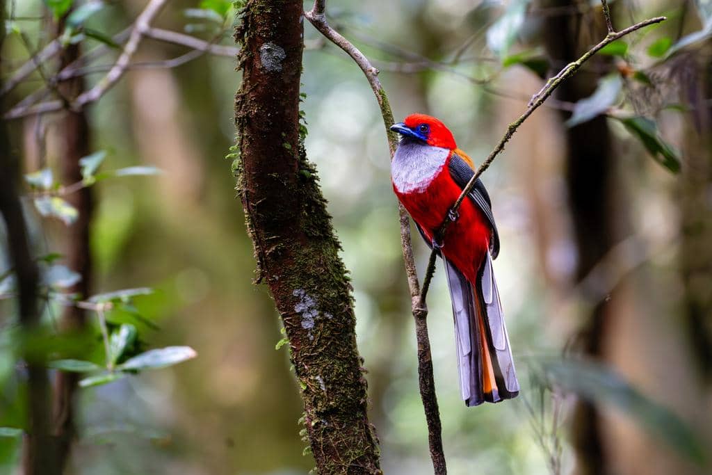 Burung Harpactes whiteheadi