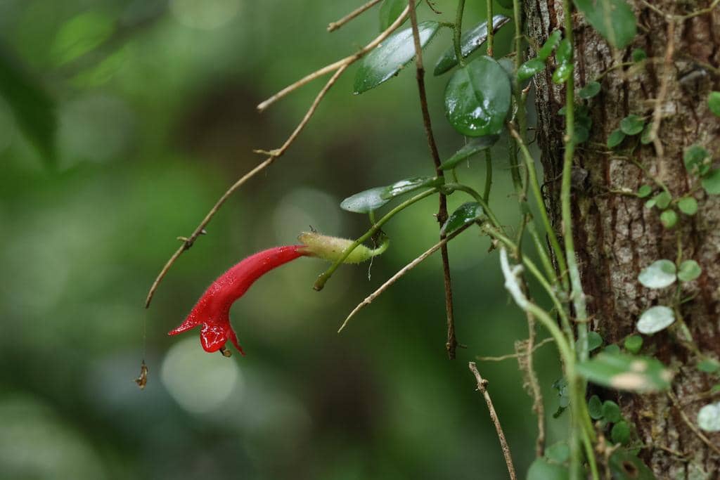 Tanaman Aeschynanthus radicans