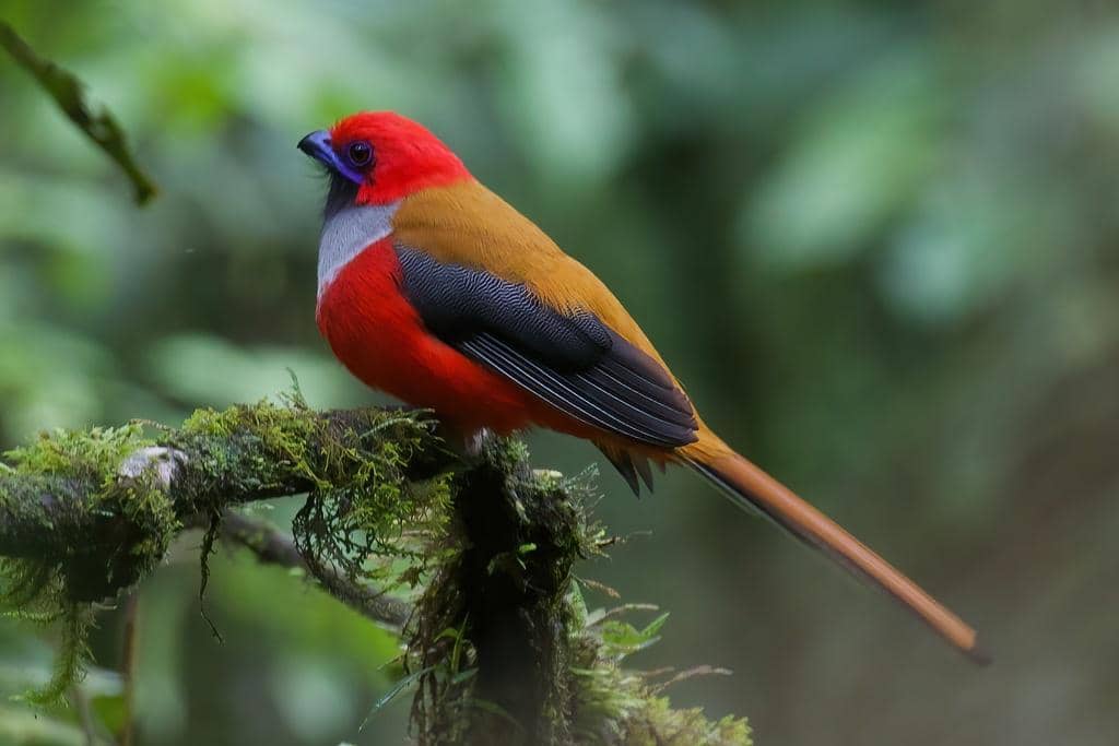 Burung Harpactes whiteheadi