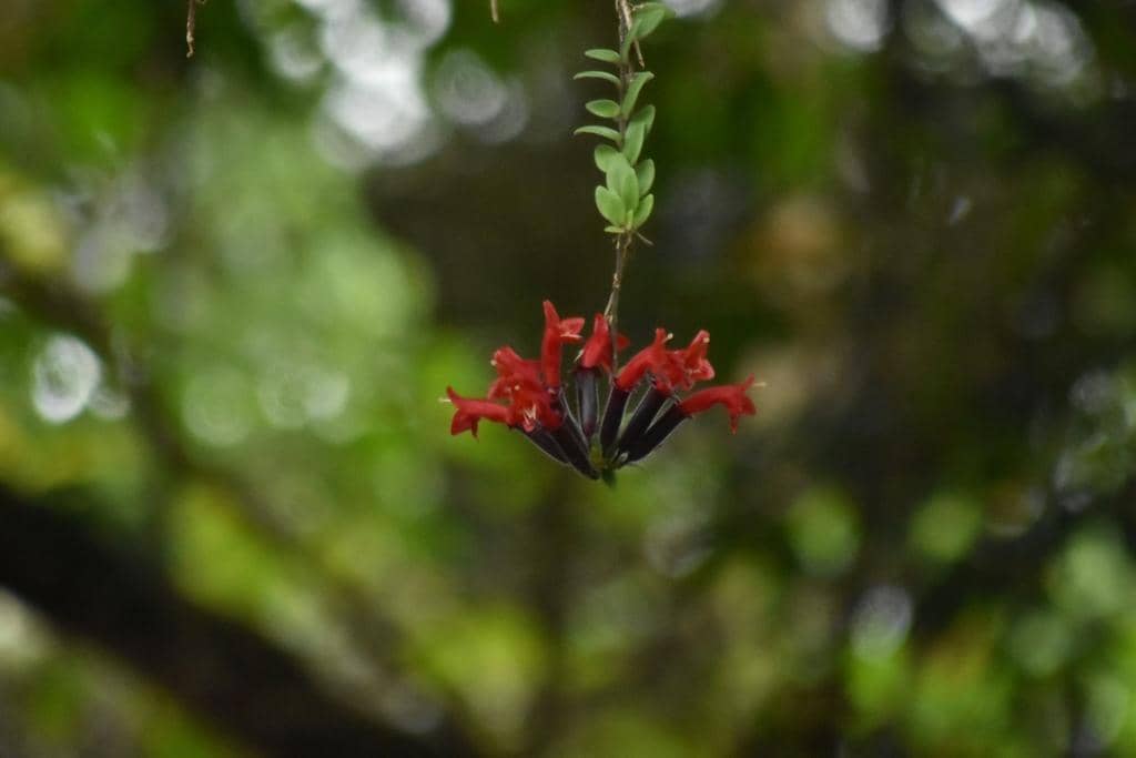 Tanaman Aeschynanthus radicans