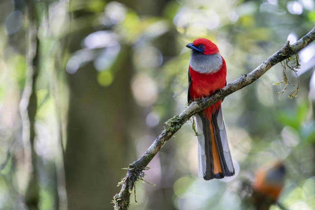 Burung Harpactes whiteheadi