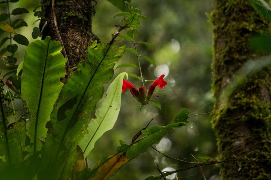 Tanaman Aeschynanthus radicans