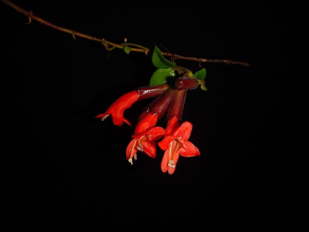 Tanaman Aeschynanthus radicans