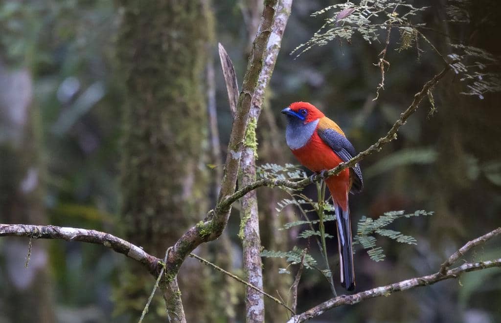 Burung Harpactes whiteheadi