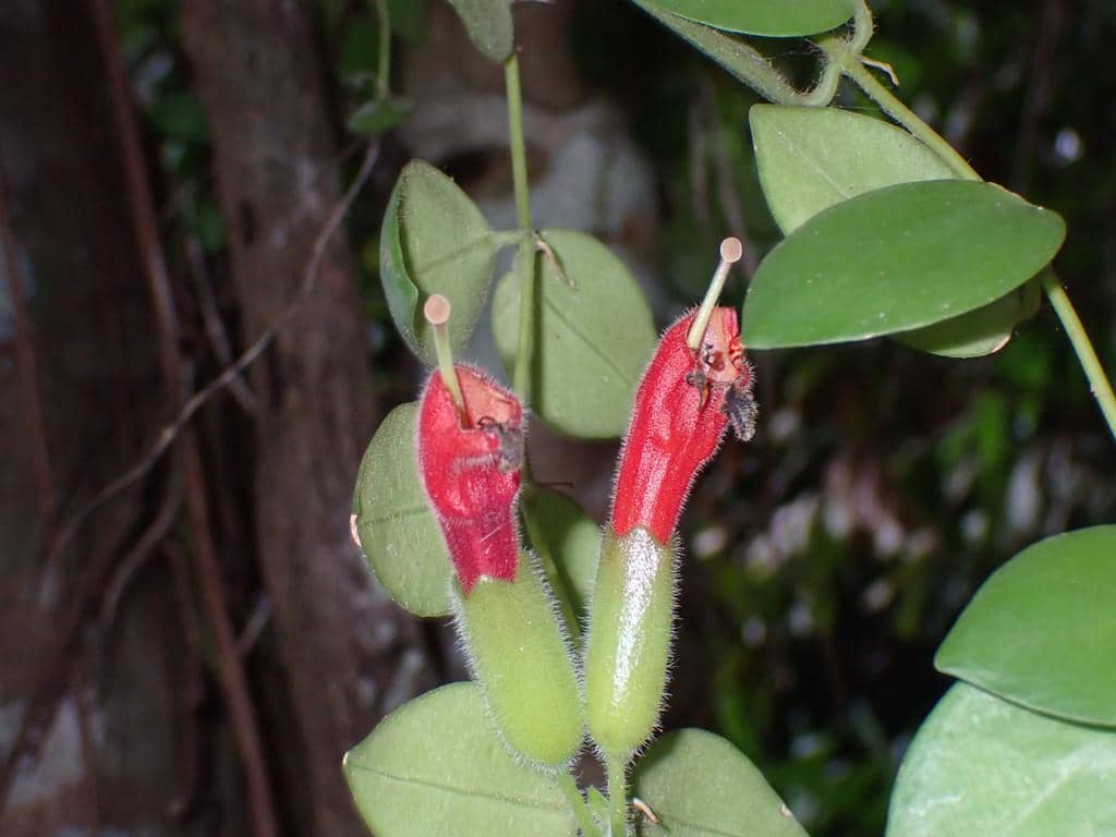 5 Fakta Aeschynanthus radicans, Tanaman Lipstik Penghuni Hutan Hujan