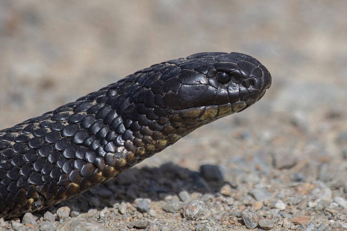 5 Reptil Unik Endemik Australia, Ada Buaya hingga Ular Berbisa